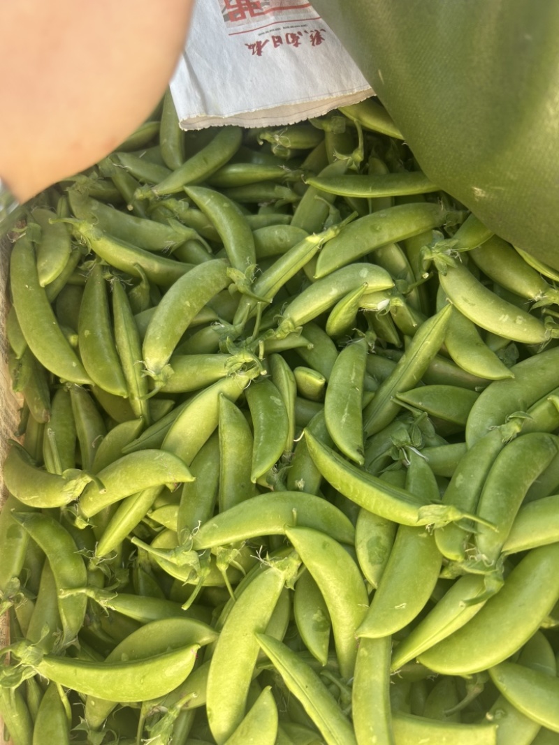 甜豆鲜超档口，全国各地产地直发外贸加工全年不断货供应