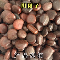阴阳子中药材木腰子肾果过江龙子泡茶泡酒料滋补养生