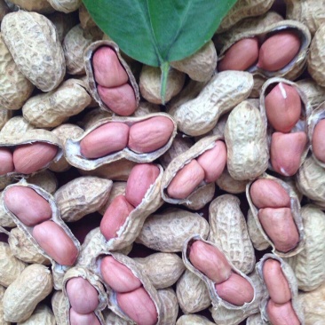 大粒白沙果花生种子纯手工去壳净籽花生种子大粒白沙果花生种