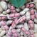 大粒白沙果花生种子纯手工去壳净籽花生种子大粒白沙果花生种