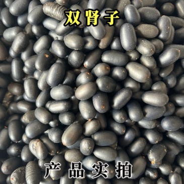 双肾子中药材石莲子肾宝丹黑子肾果滋补养生苦石莲子果