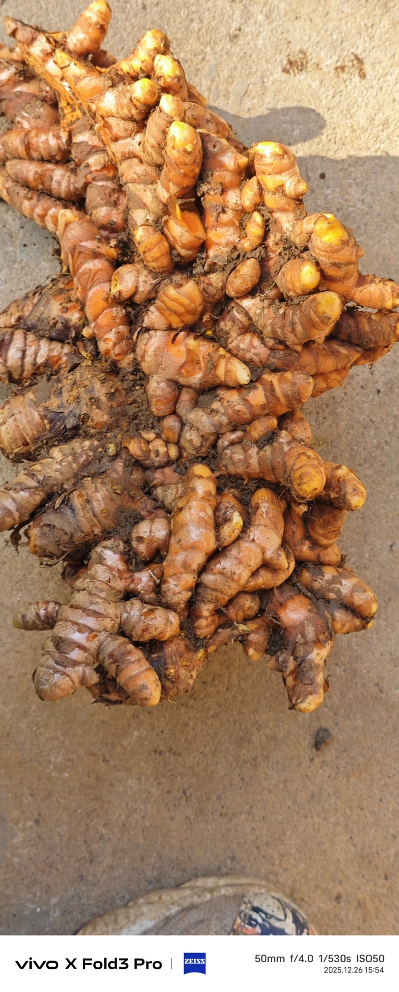 广西《土姜黄》药厂检测达标含量6.9以上自家种植欢迎考察
