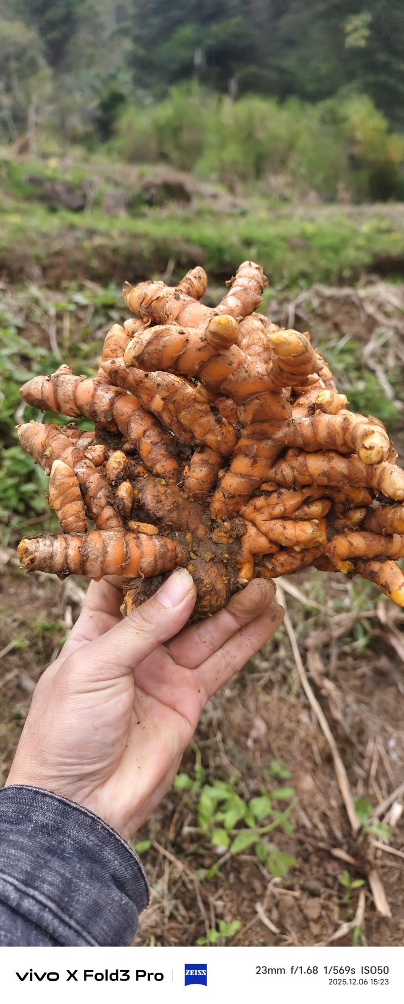 广西，土姜黄药厂检测达标含量高，自家种植0农药