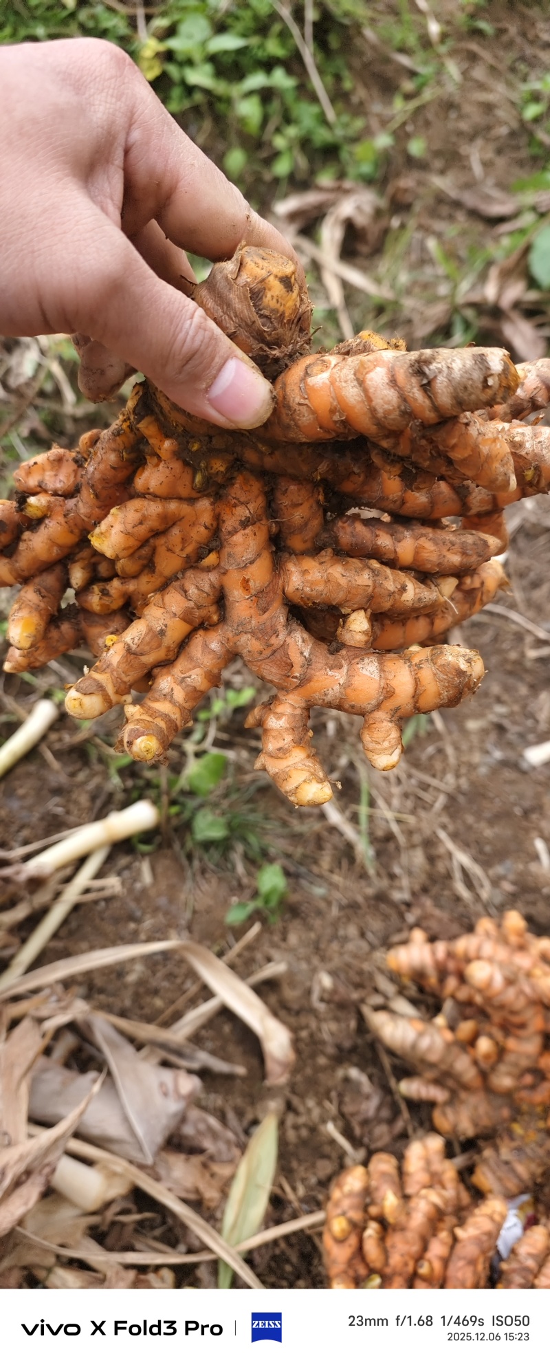 广西，土姜黄药厂检测达标含量高，自家种植0农药