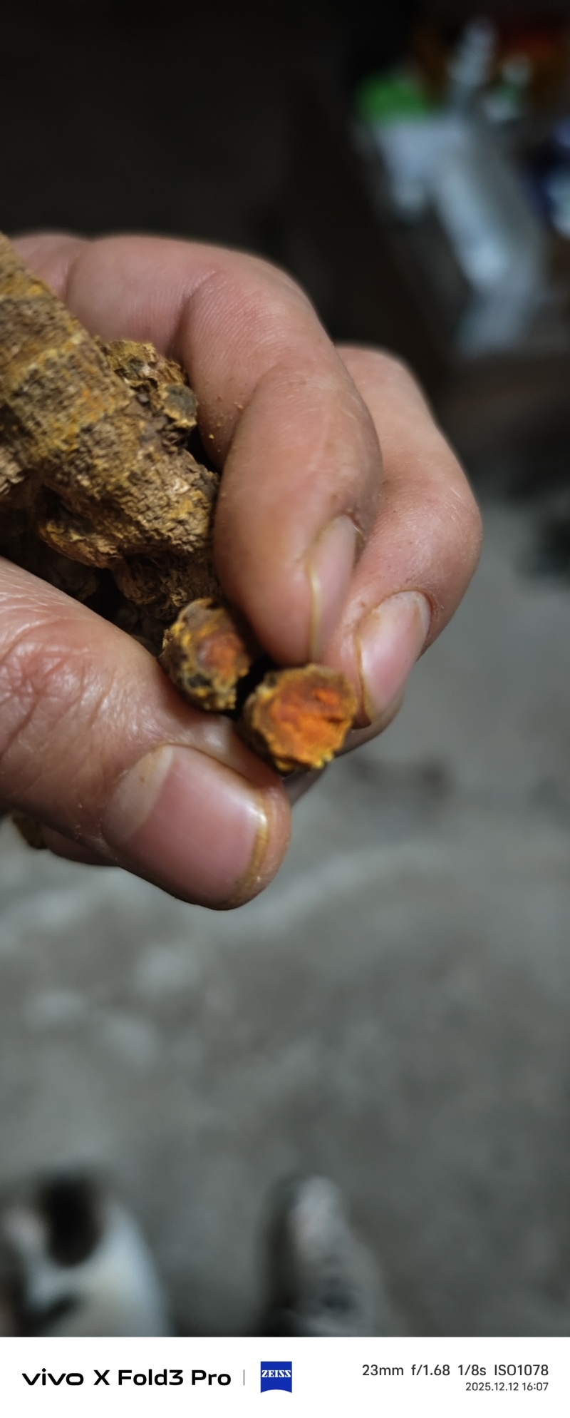 广西《土姜黄》药厂检测达标含量6.9以上自家种植欢迎考察