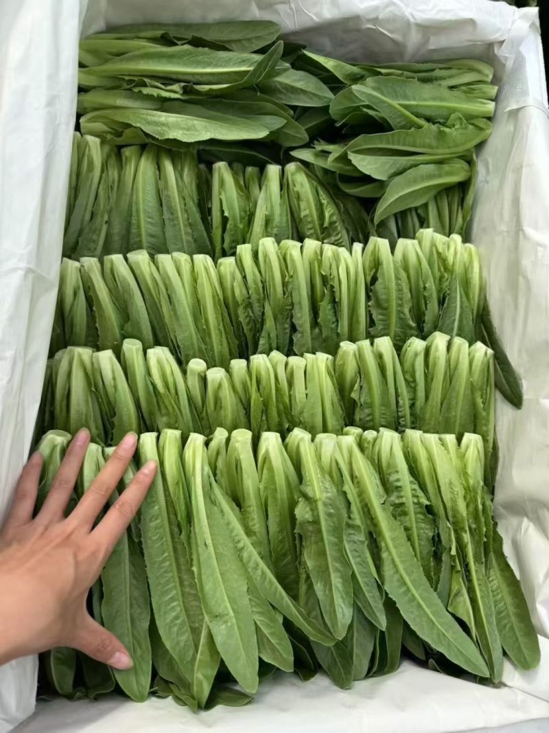 小苗菜