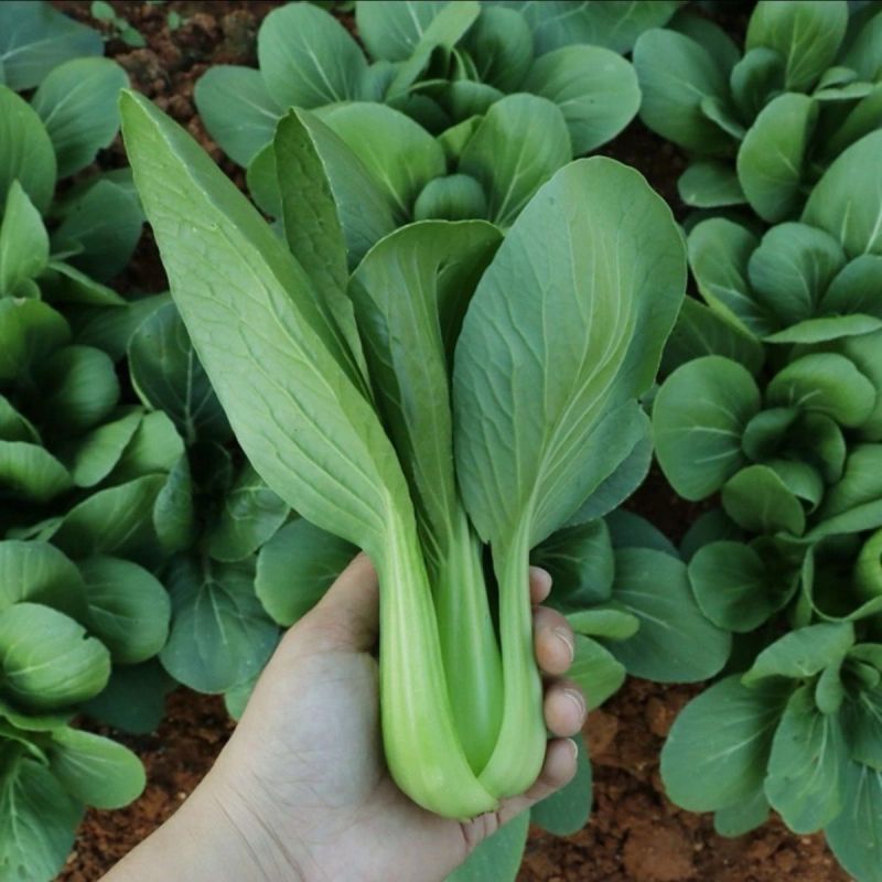 春帅青梗菜种子一代杂交越冬耐寒青梗菜种子叶色油绿青菜种子
