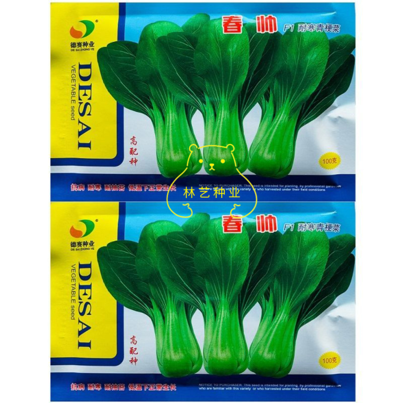 春帅青梗菜种子一代杂交越冬耐寒青梗菜种子叶色油绿青菜种子