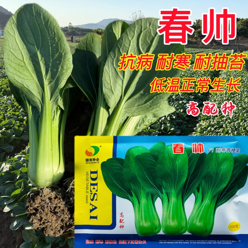 春帅青梗菜种子一代杂交越冬耐寒青梗菜种子叶色油绿青菜种子