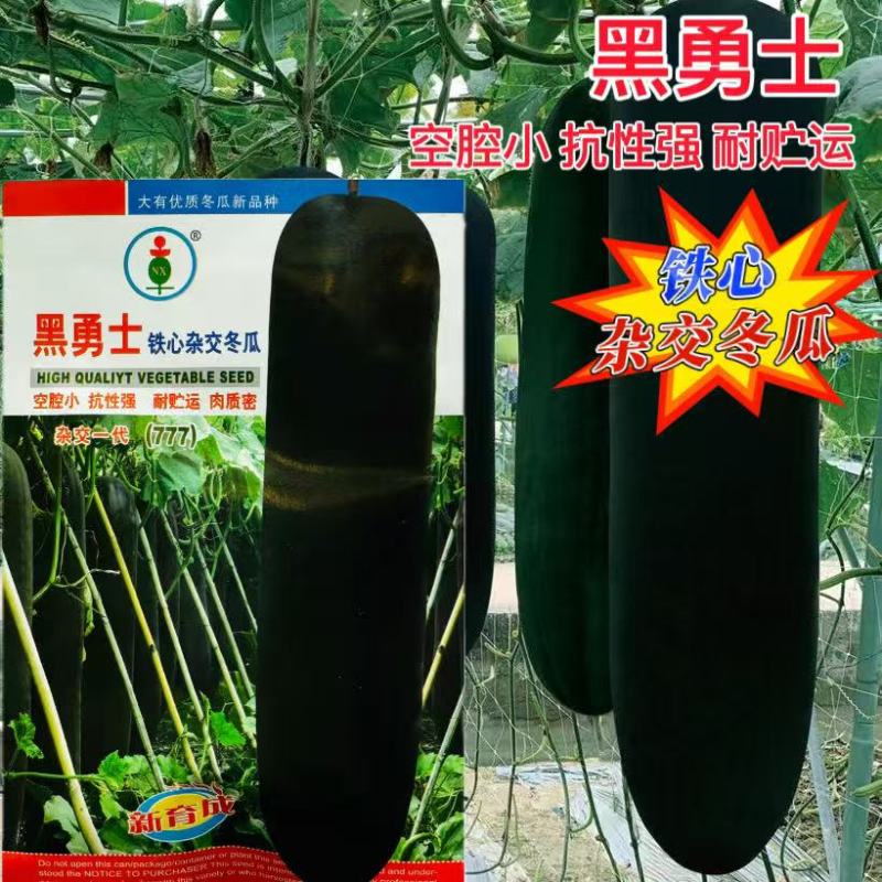 黑勇士铁心杂交黑皮冬瓜种子高产早熟冬瓜种籽农家菜园