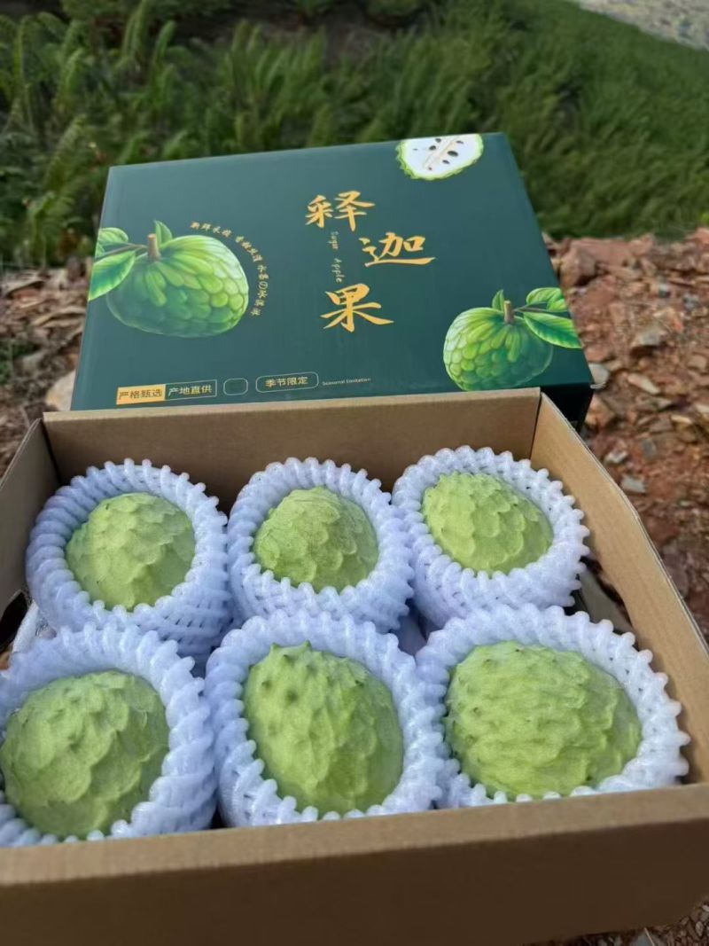释迦产地直发