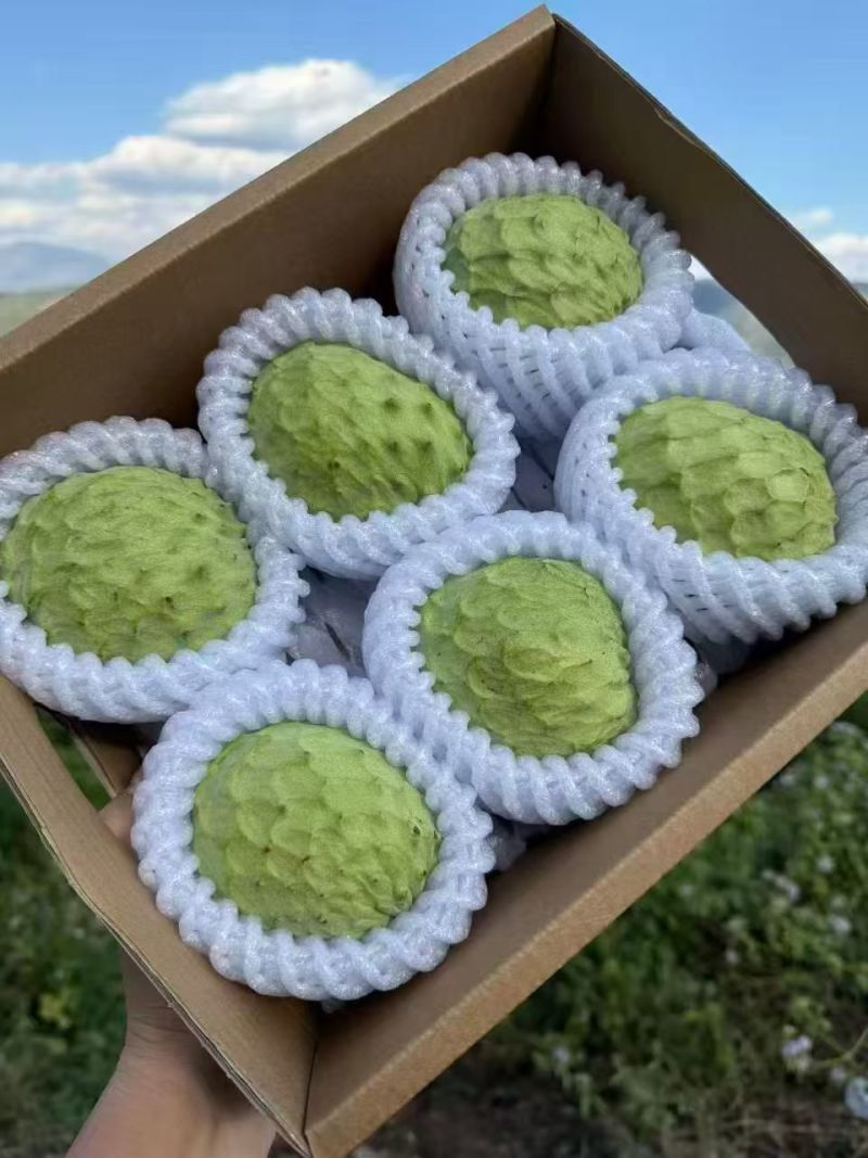 释迦产地直发