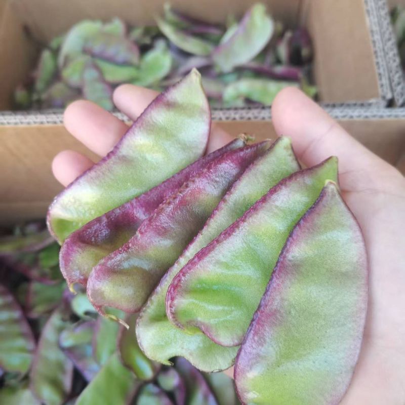 鼎牌猪耳朵扁豆种子中熟荚大生长势强适宜稀植产量高