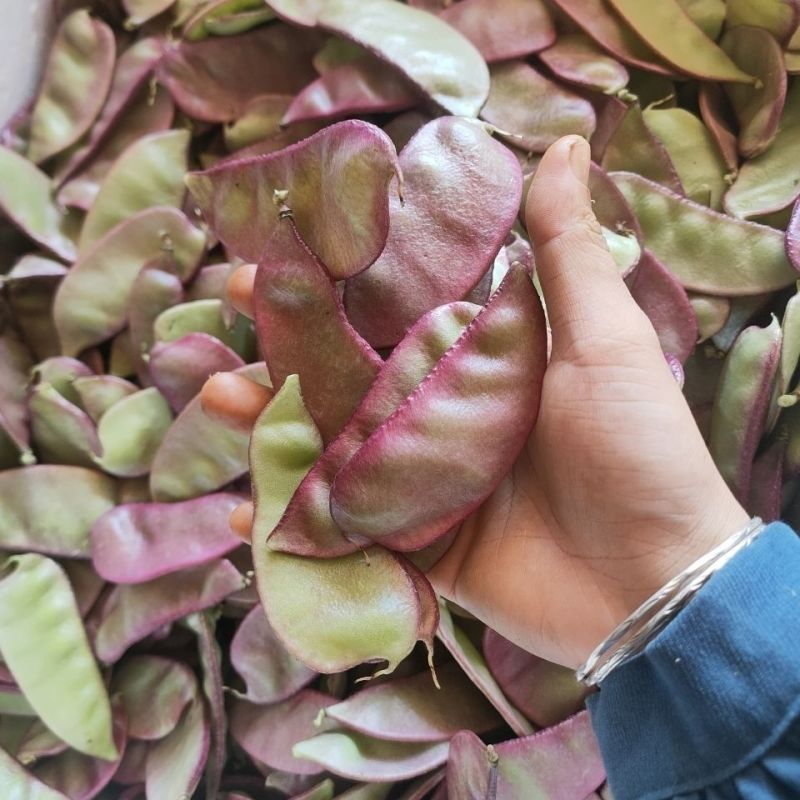 鼎牌猪耳朵扁豆种子中熟荚大生长势强适宜稀植产量高