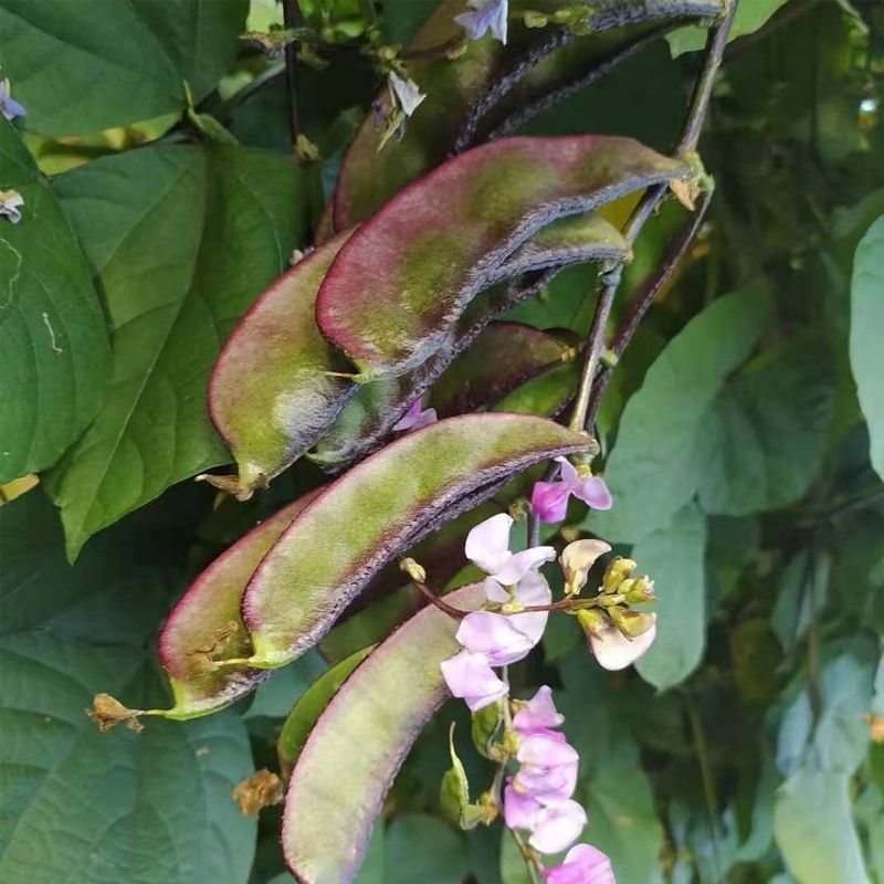 鼎牌猪耳朵扁豆种子中熟荚大生长势强适宜稀植产量高
