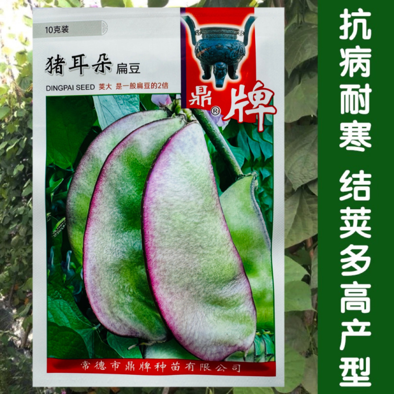 鼎牌猪耳朵扁豆种子中熟荚大生长势强适宜稀植产量高