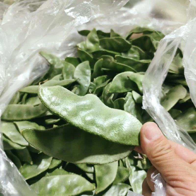 鼎牌特早春扁豆种子结荚多连续结荚上市早适播期长嫩绿扁豆种