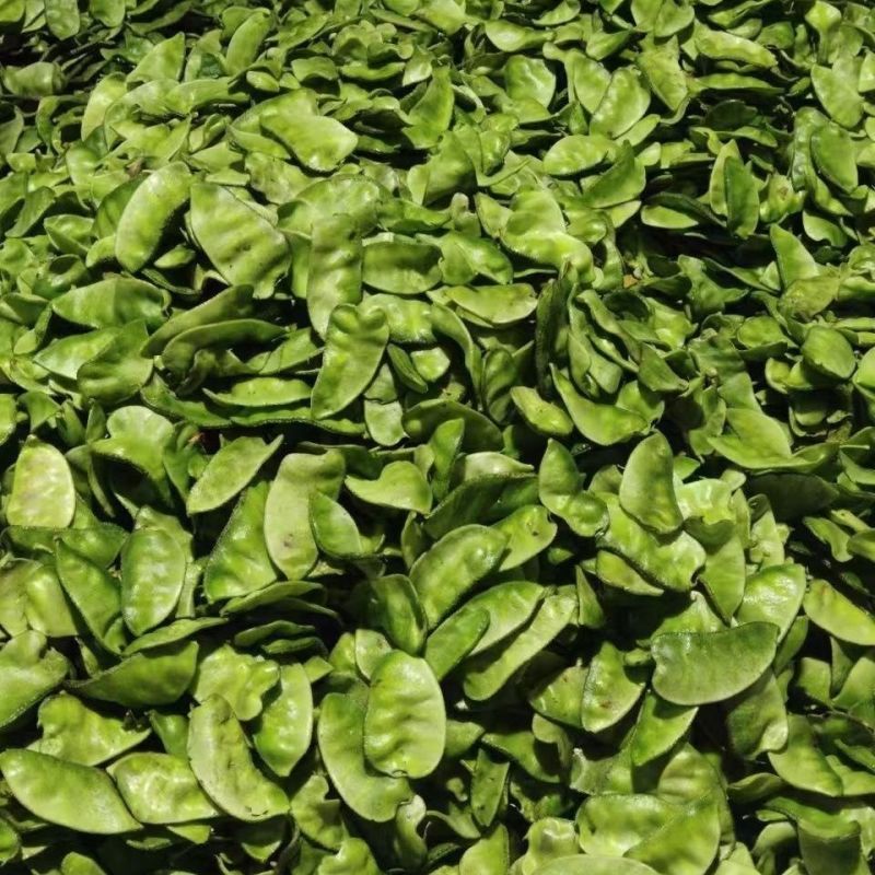 鼎牌特早春扁豆种子结荚多连续结荚上市早适播期长嫩绿扁豆种
