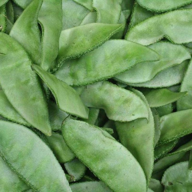 鼎牌特早春扁豆种子结荚多连续结荚上市早适播期长嫩绿扁豆种