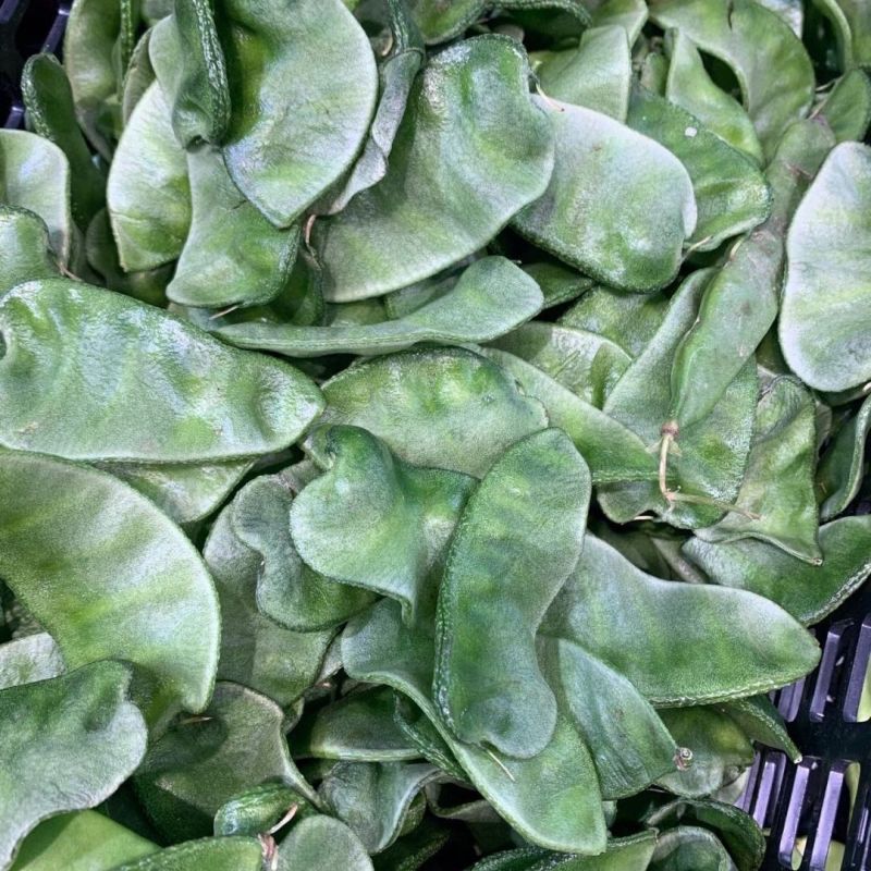 鼎牌特早春扁豆种子结荚多连续结荚上市早适播期长嫩绿扁豆种