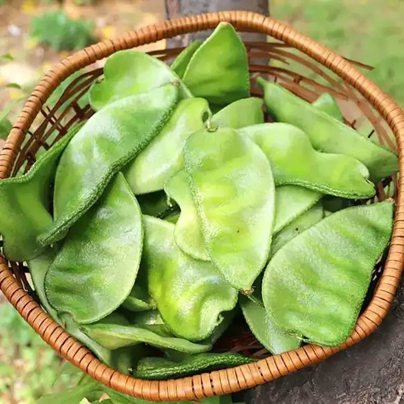 鼎牌特早春扁豆种子结荚多连续结荚上市早适播期长嫩绿扁豆种