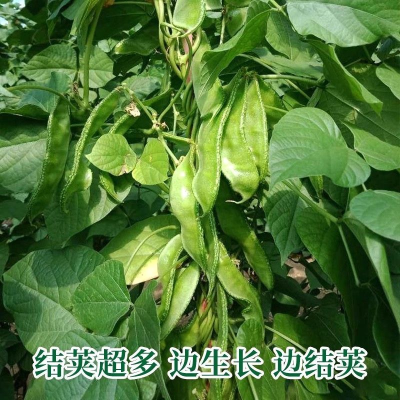 鼎牌特早春扁豆种子结荚多连续结荚上市早适播期长嫩绿扁豆种