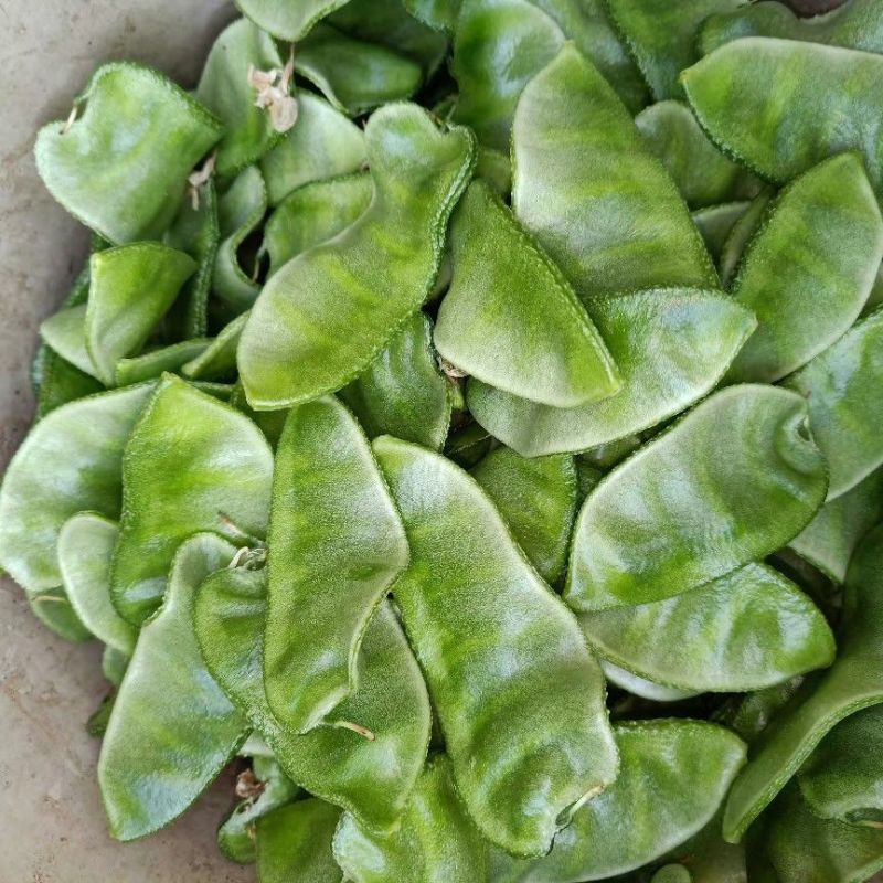 鼎牌特早春扁豆种子结荚多连续结荚上市早适播期长嫩绿扁豆种