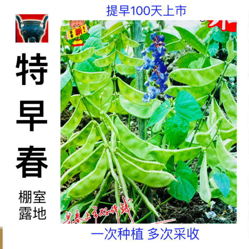 鼎牌特早春扁豆种子结荚多连续结荚上市早适播期长嫩绿扁豆种