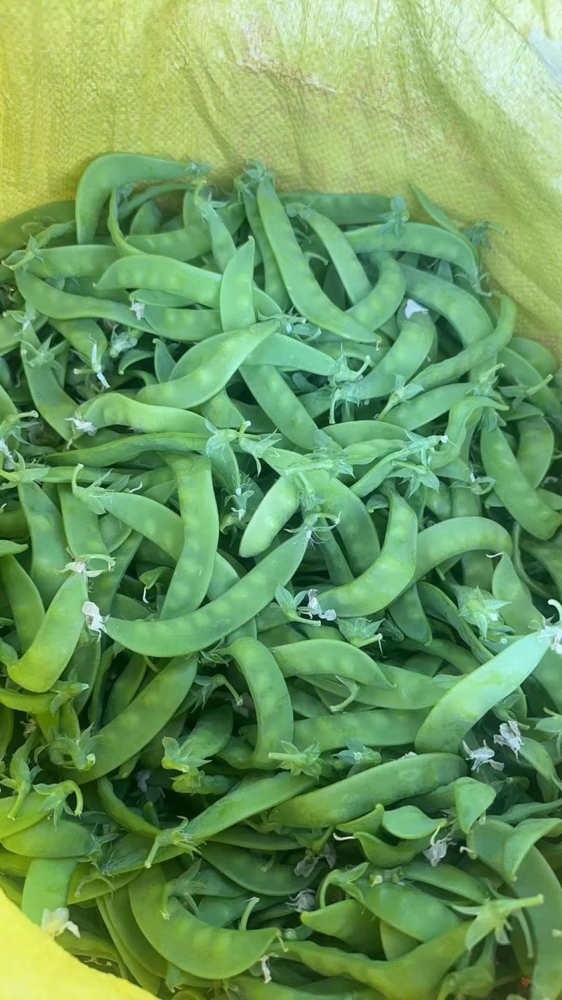 荷兰豆大量上市