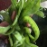 荷兰豆大量上市