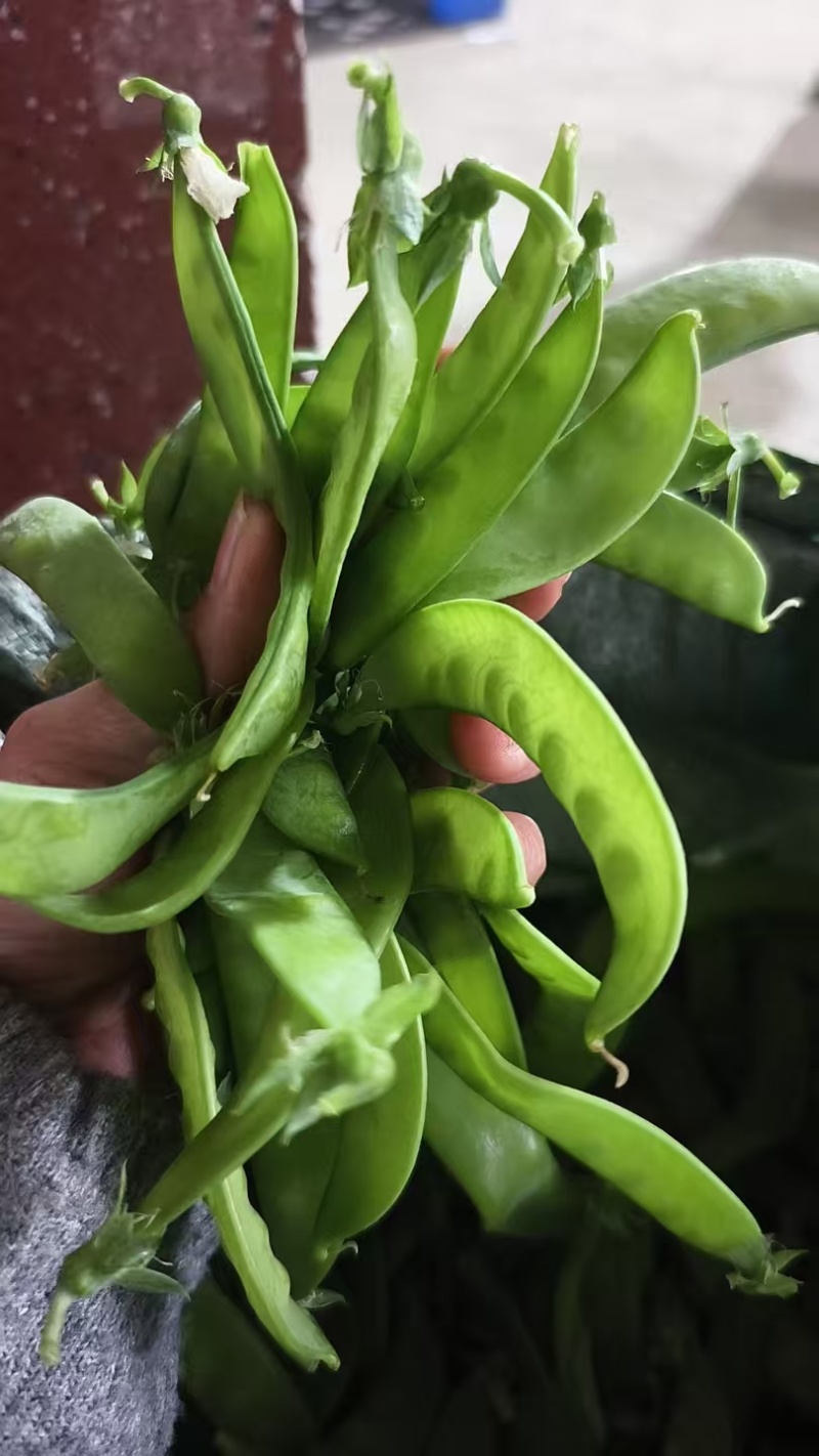 荷兰豆大量上市