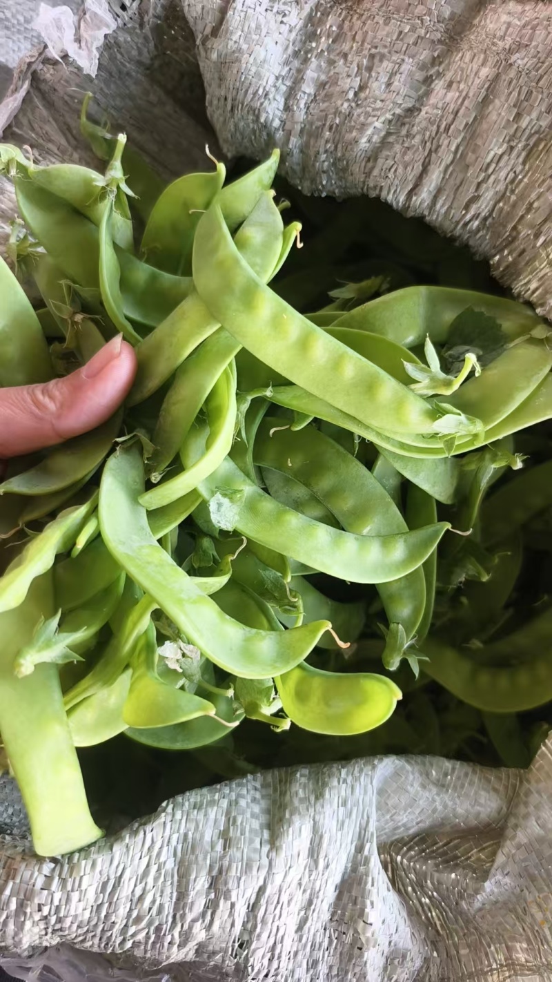 荷兰豆大量上市