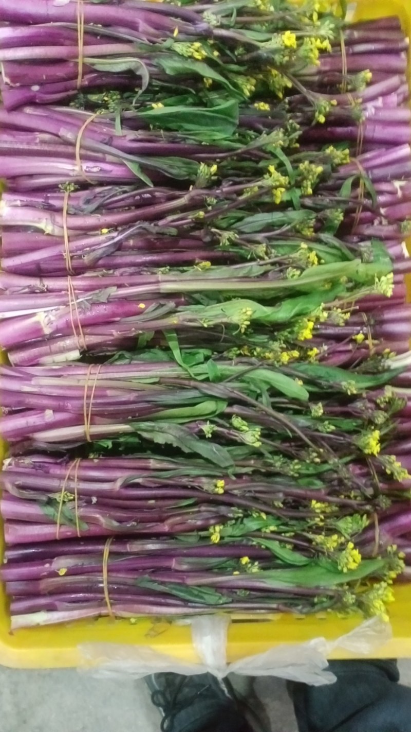 精品红菜苔