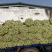 精品芹菜大量上市产地直发有需要的老板联系我