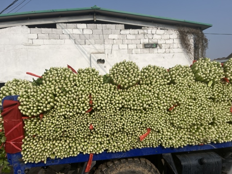 精品芹菜大量上市产地直发有需要的老板联系我