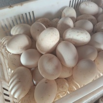 鹅蛋