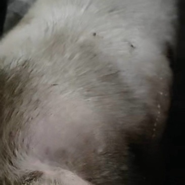 散养土猪