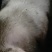 散养土猪
