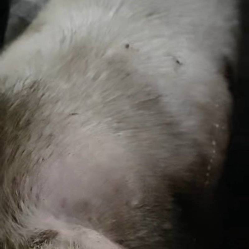 散养土猪