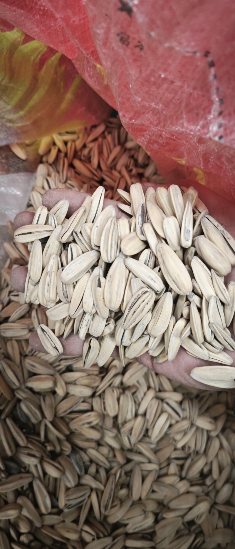 大量供应打手瓜子，源头工厂直供，全国发货