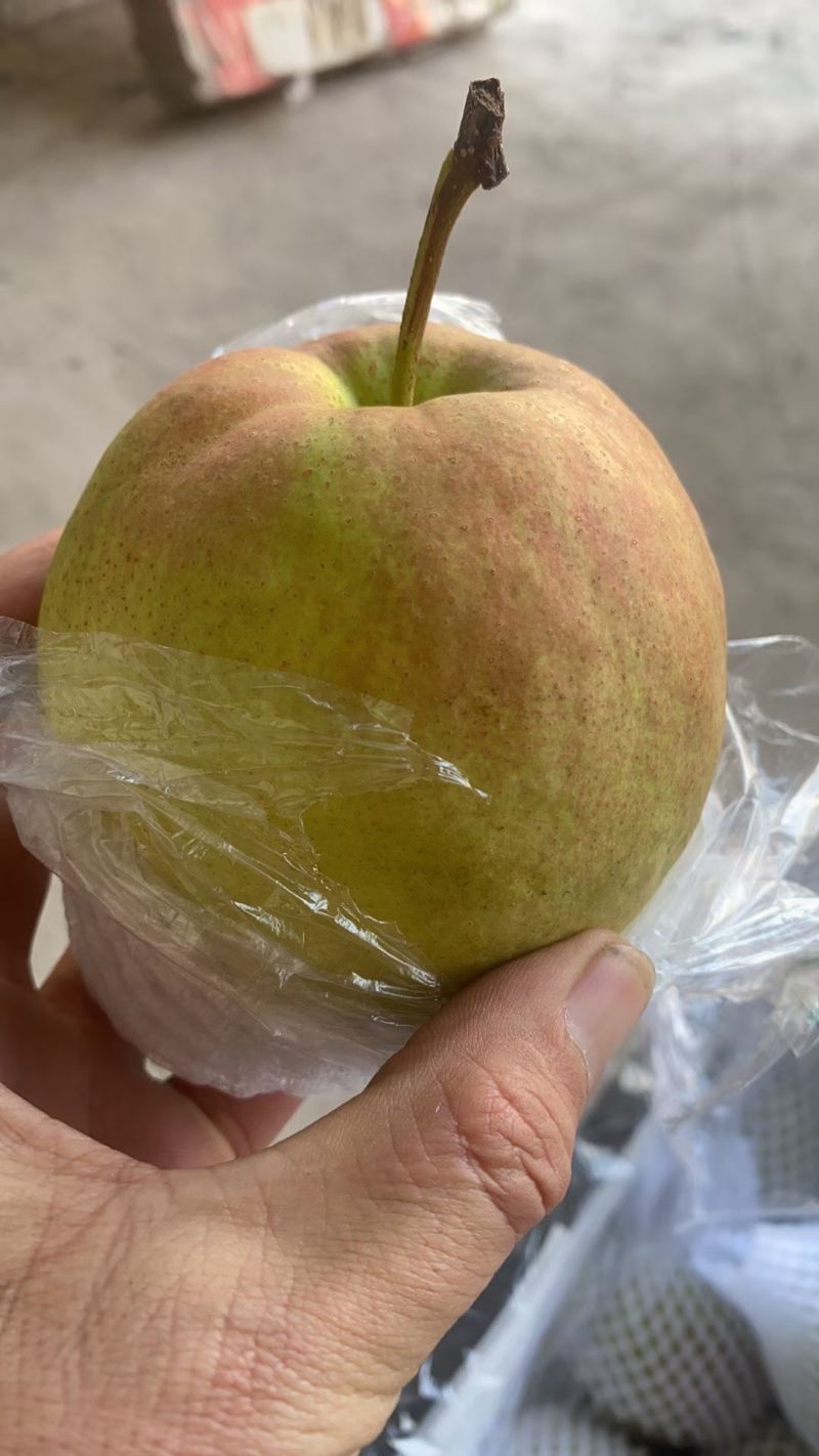 玉露香梨