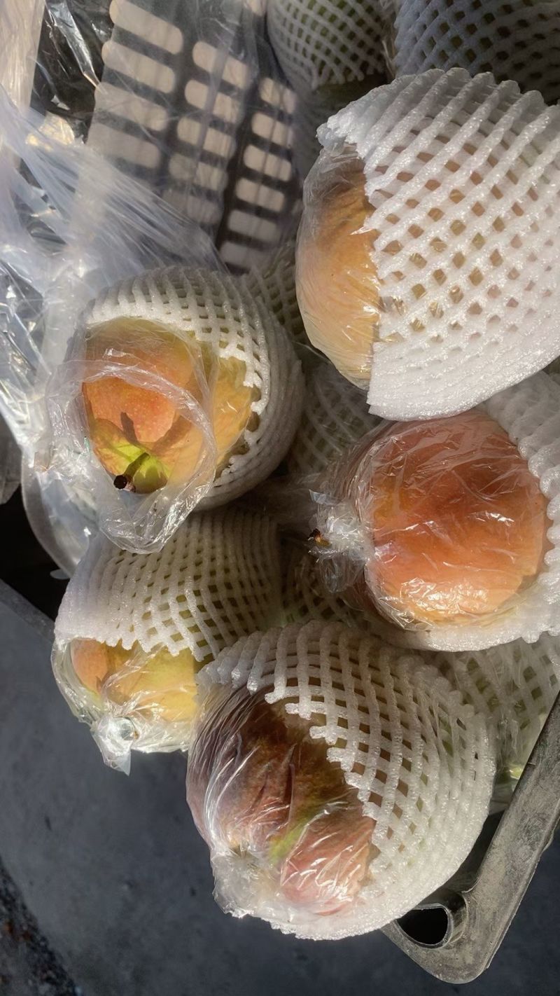 玉露香梨