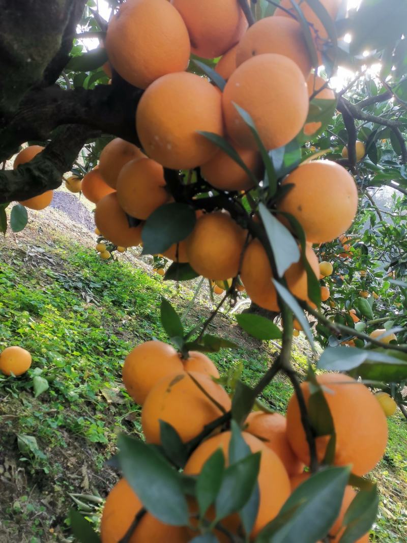 颜色好看，味道甜