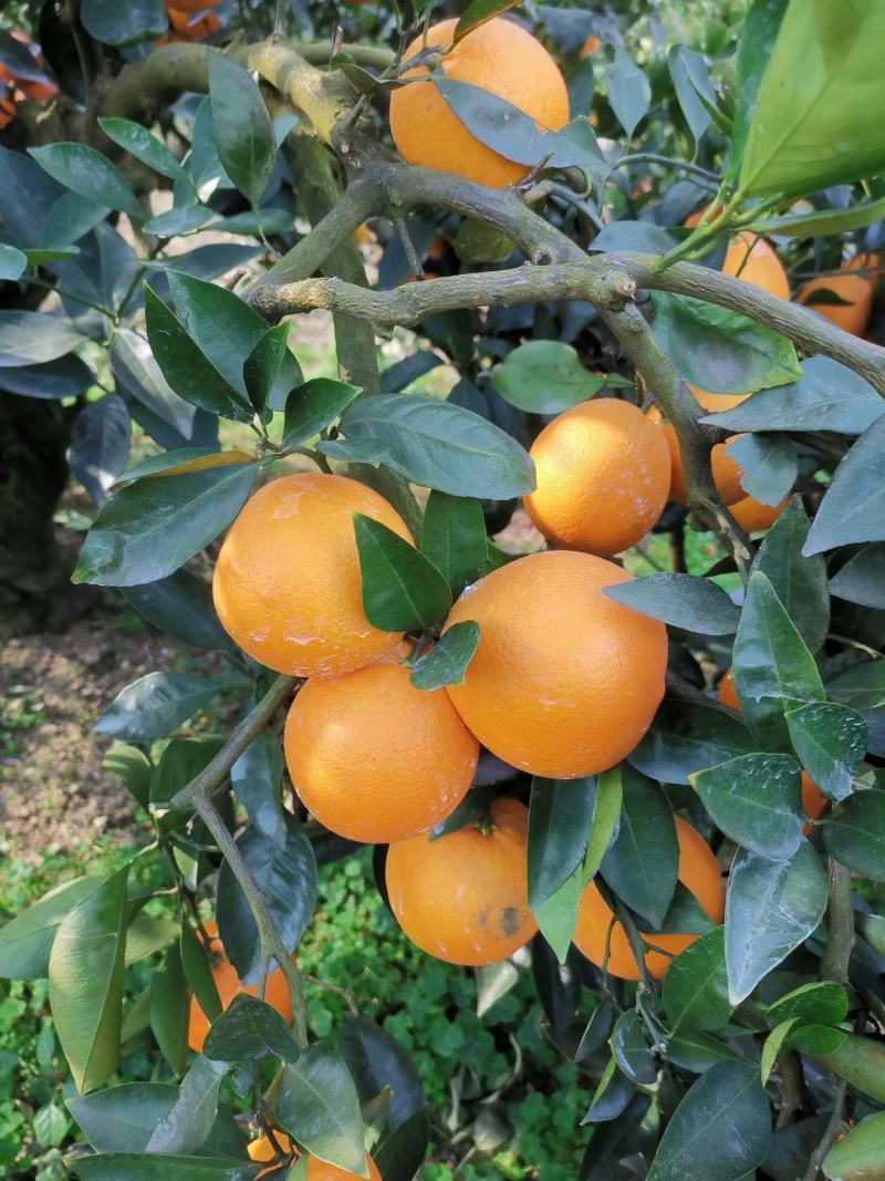 颜色好看，味道甜