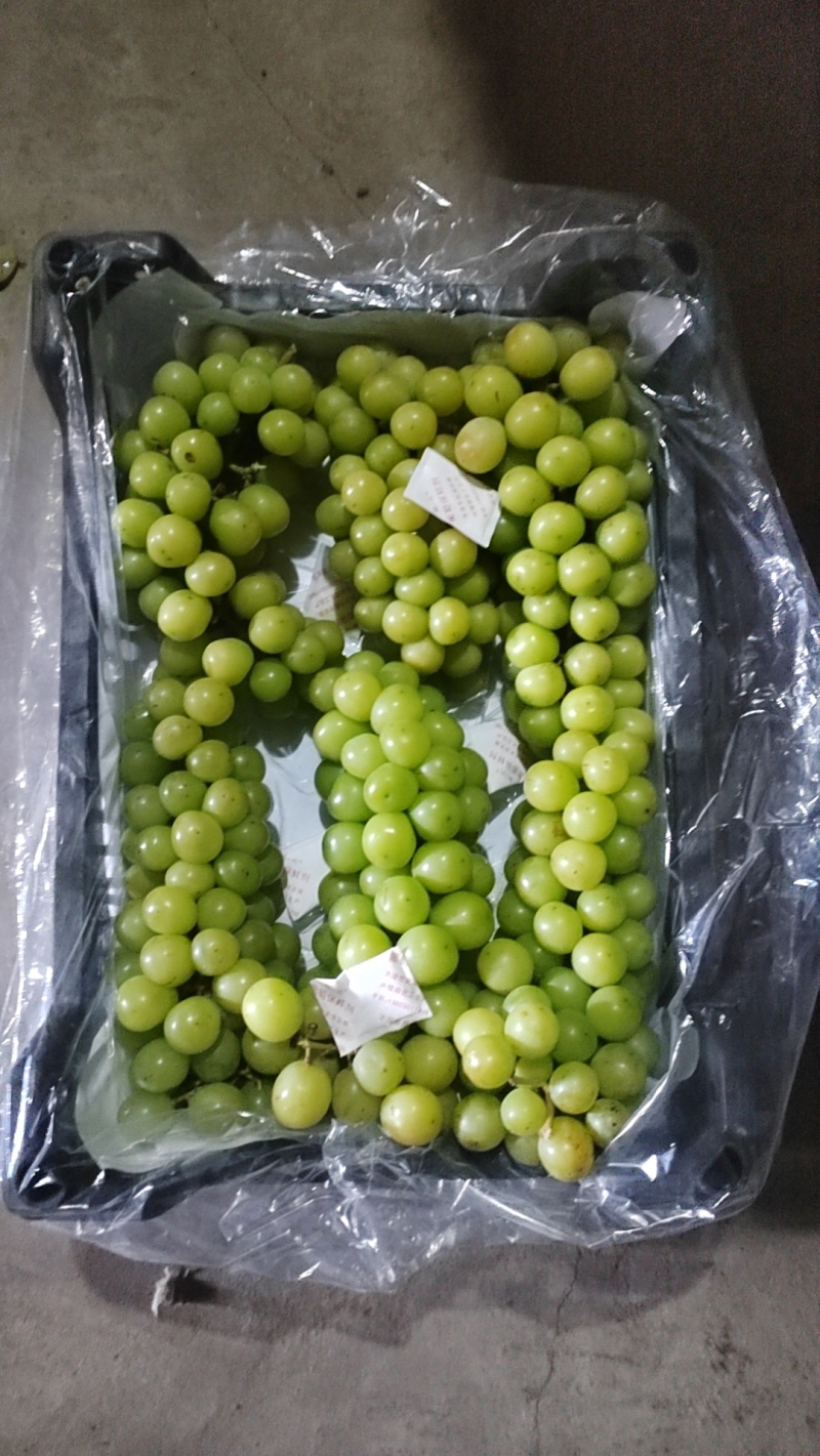 阳光玫瑰大量上市，超大颗粒，口感甜美，量大从优