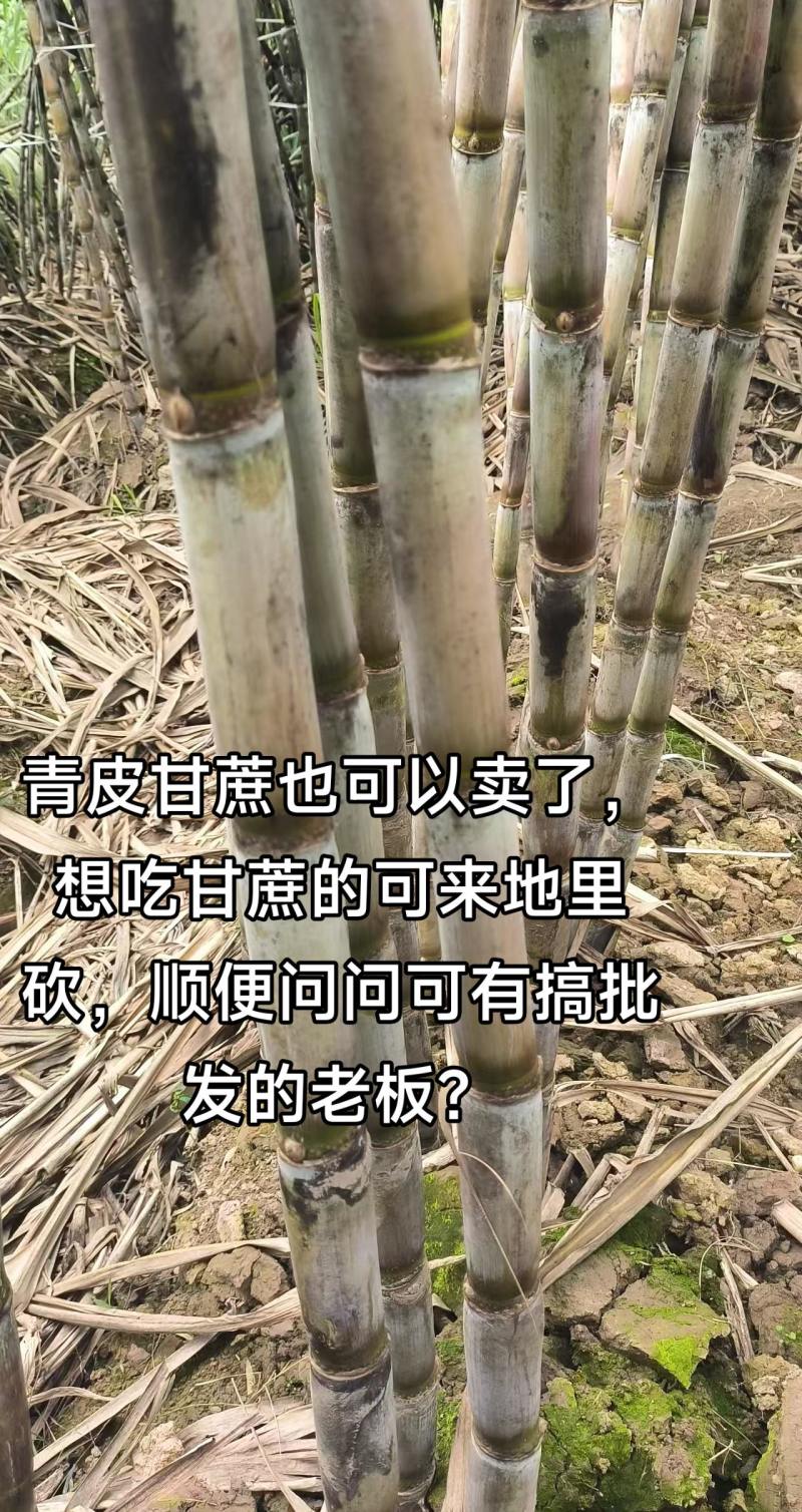青皮甘蔗批发湖南水果甘蔗产地批发榨汁甘蔗