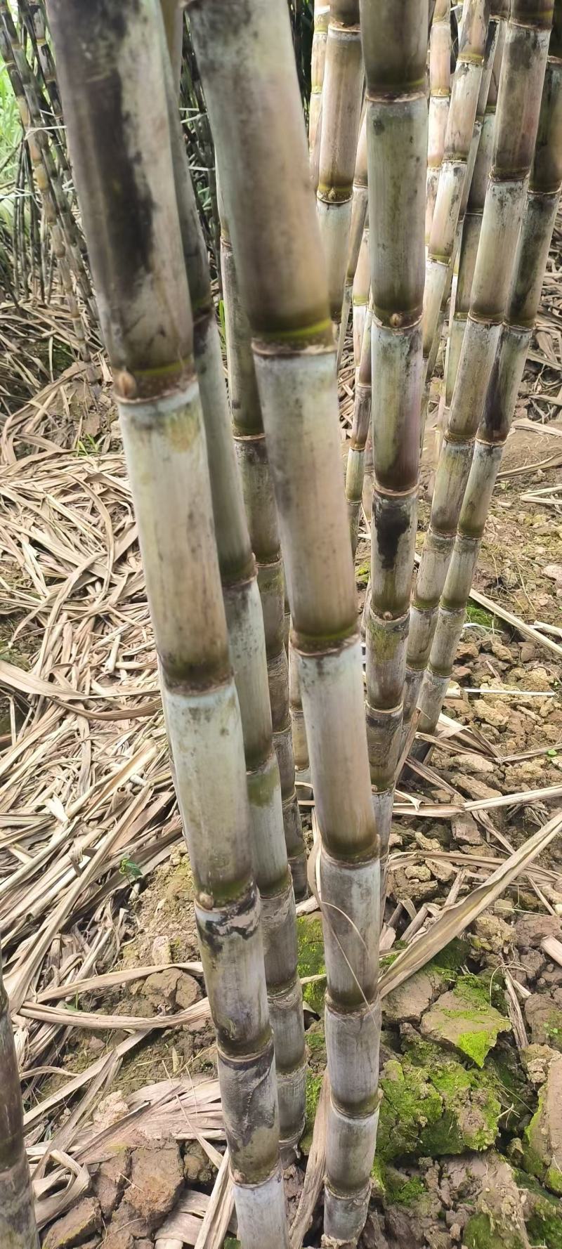 青皮甘蔗批发湖南水果甘蔗产地批发榨汁甘蔗