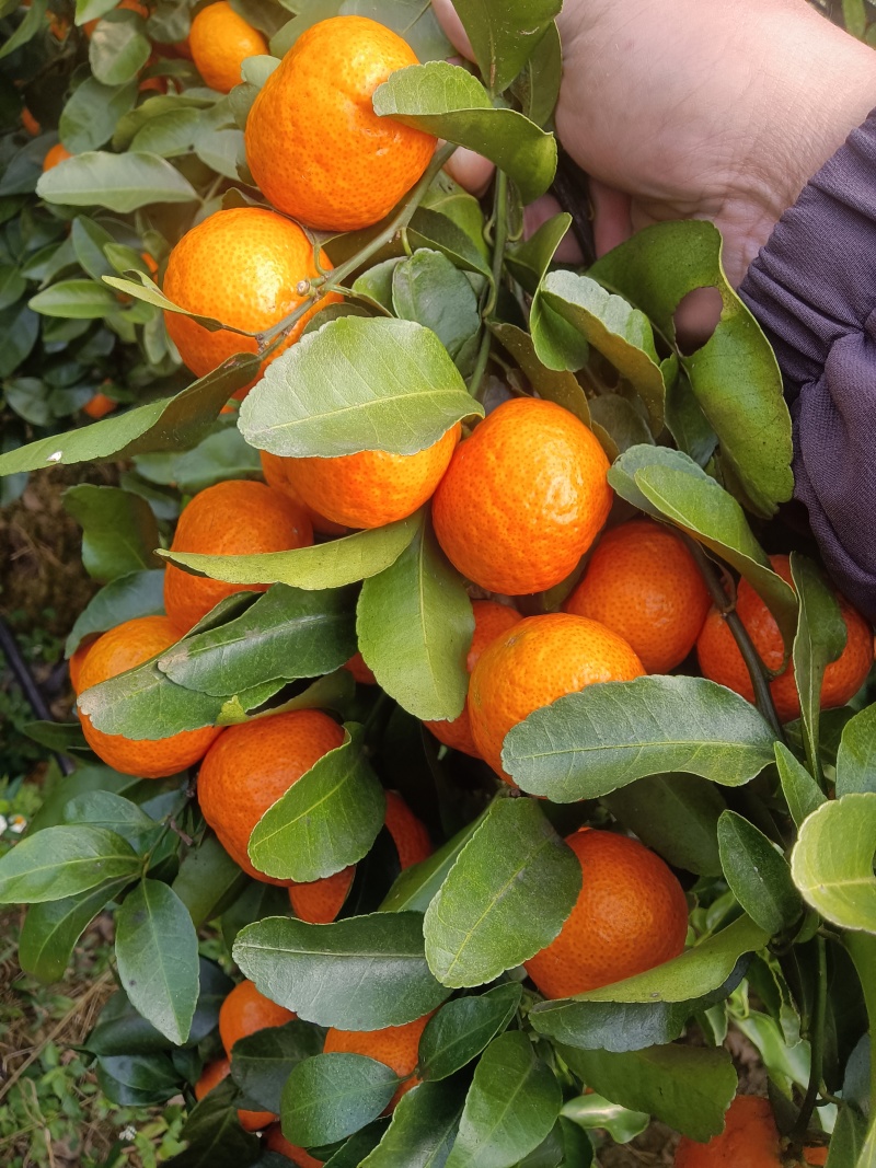 沙糖桔