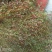 龙胆草