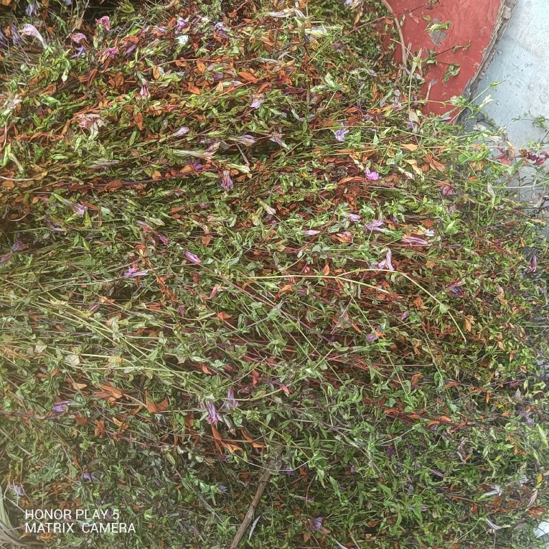 龙胆草